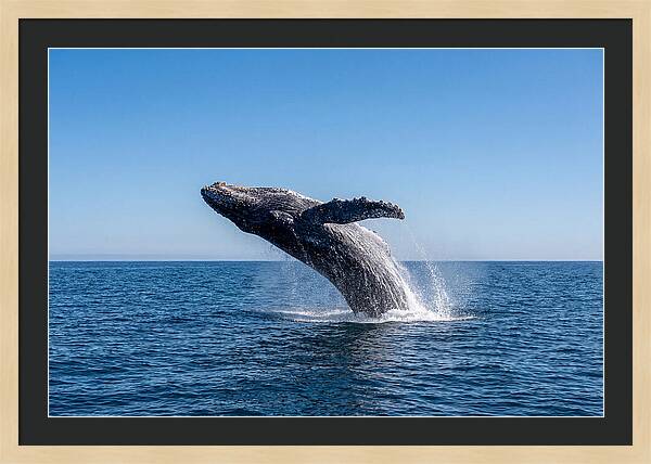 Blue Whale Surfacing
