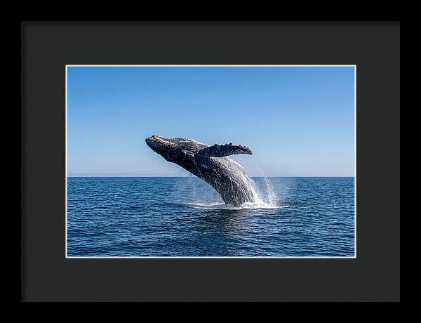 Blue Whale Surfacing