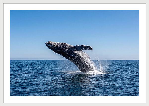 Blue Whale Surfacing