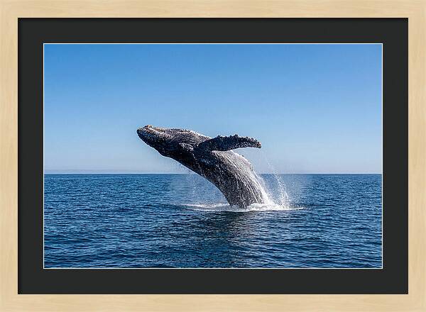 Blue Whale Surfacing