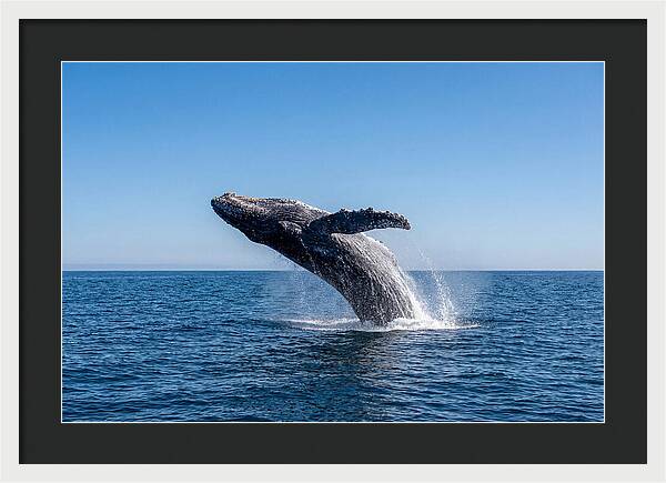 Blue Whale Surfacing
