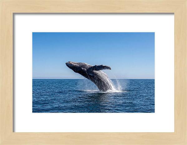 Blue Whale Surfacing