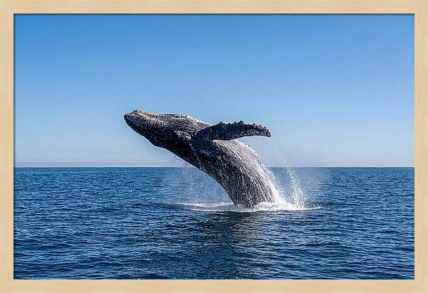 Blue Whale Surfacing
