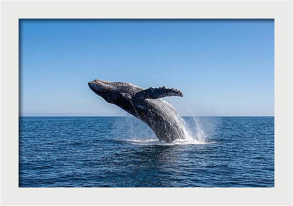 Blue Whale Surfacing