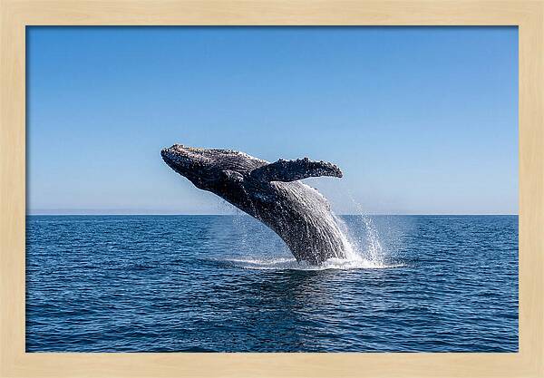 Blue Whale Surfacing