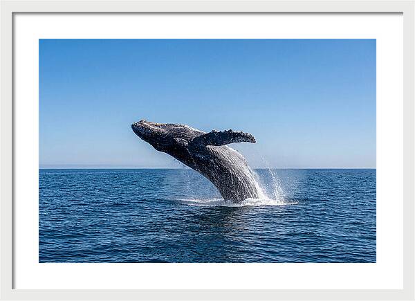 Blue Whale Surfacing