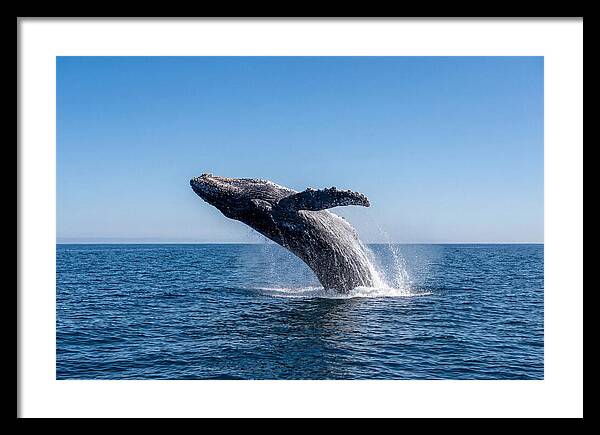 Blue Whale Surfacing