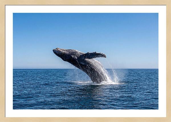 Blue Whale Surfacing