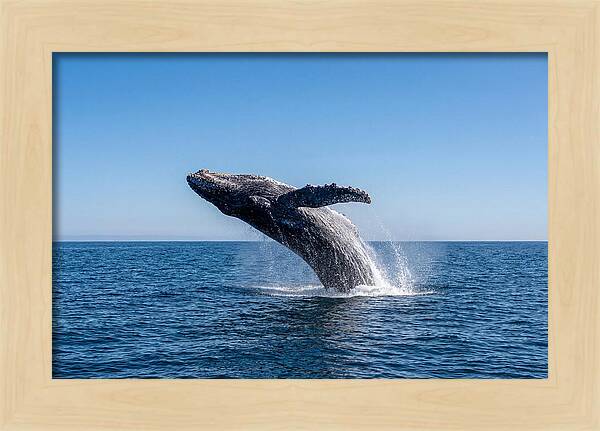 Blue Whale Surfacing