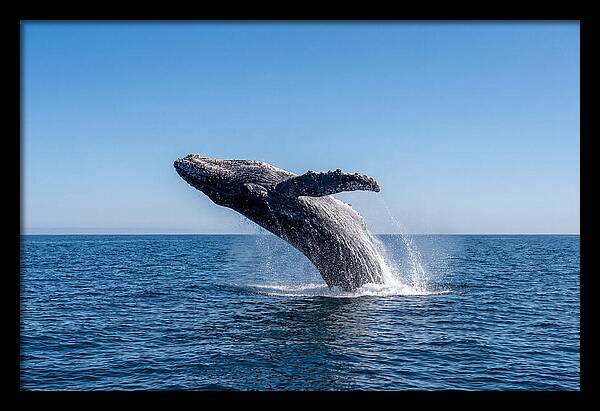 Blue Whale Surfacing
