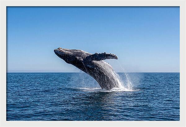 Blue Whale Surfacing