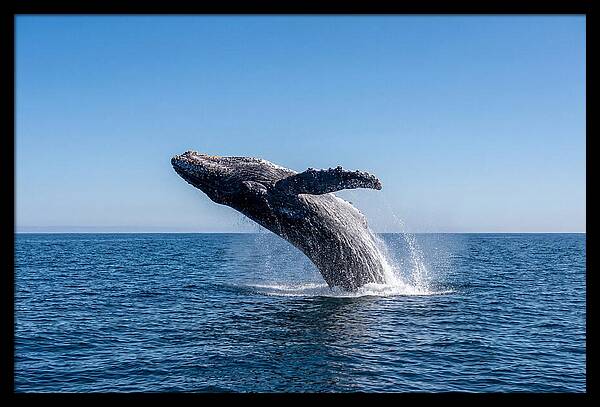 Blue Whale Surfacing