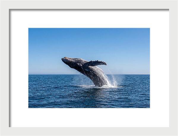 Blue Whale Surfacing