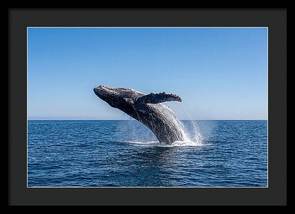 Blue Whale Surfacing