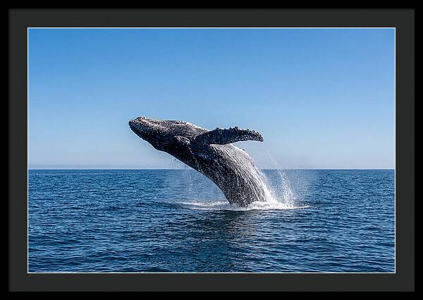 Blue Whale Surfacing