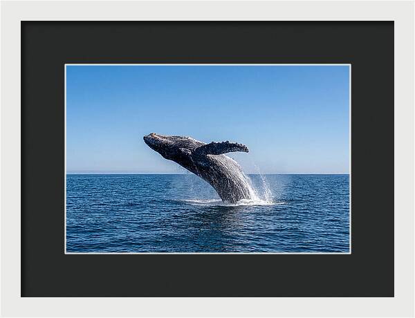 Blue Whale Surfacing