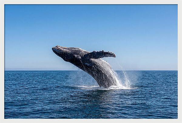 Blue Whale Surfacing