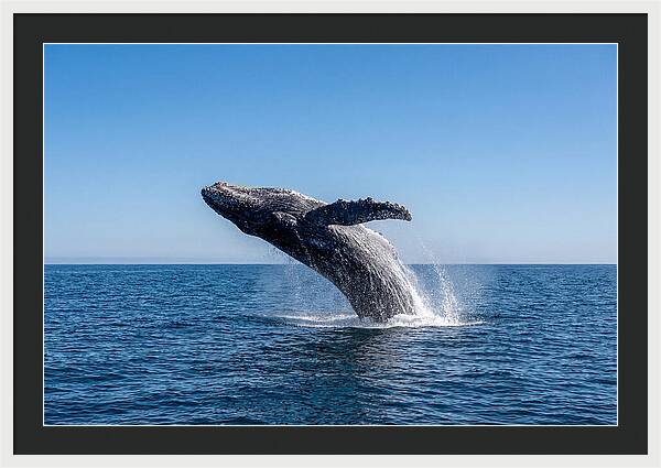 Blue Whale Surfacing