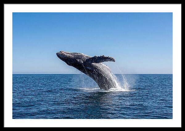 Blue Whale Surfacing