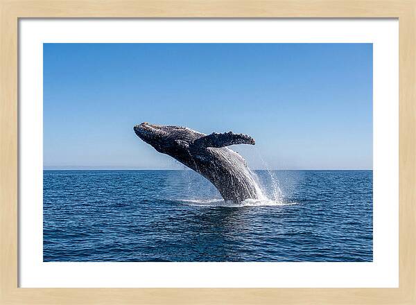 Blue Whale Surfacing