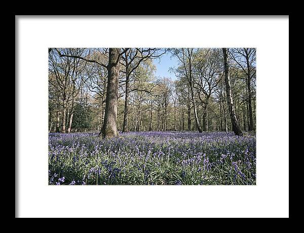 Bluebell Carpet Under Light Woodland