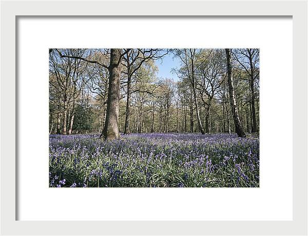 Bluebell Carpet Under Light Woodland