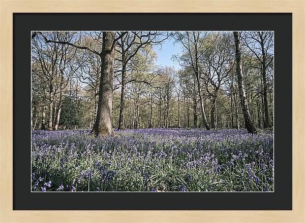 Bluebell Carpet Under Light Woodland