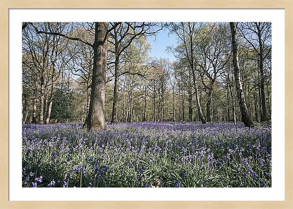Bluebell Carpet Under Light Woodland