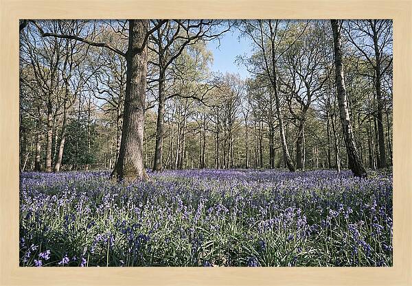 Bluebell Carpet Under Light Woodland