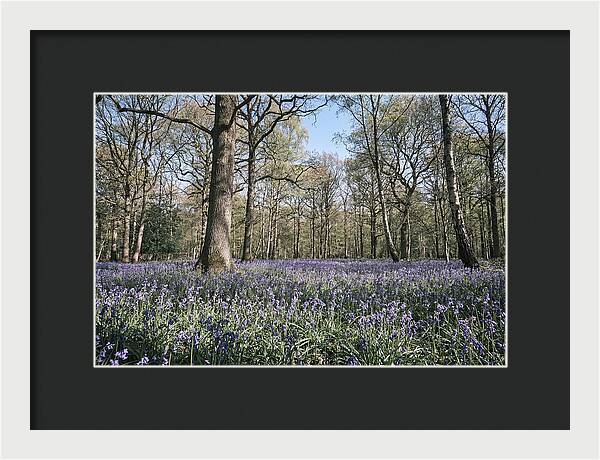Bluebell Carpet Under Light Woodland