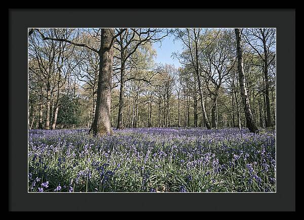Bluebell Carpet Under Light Woodland