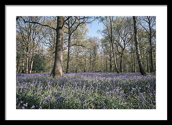 Bluebell Carpet Under Light Woodland