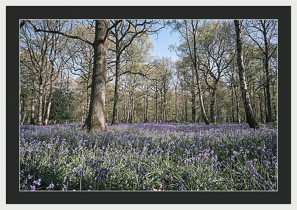 Bluebell Carpet Under Light Woodland