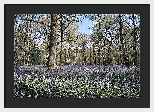 Bluebell Carpet Under Light Woodland