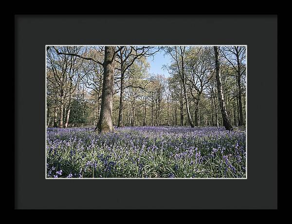 Bluebell Carpet Under Light Woodland