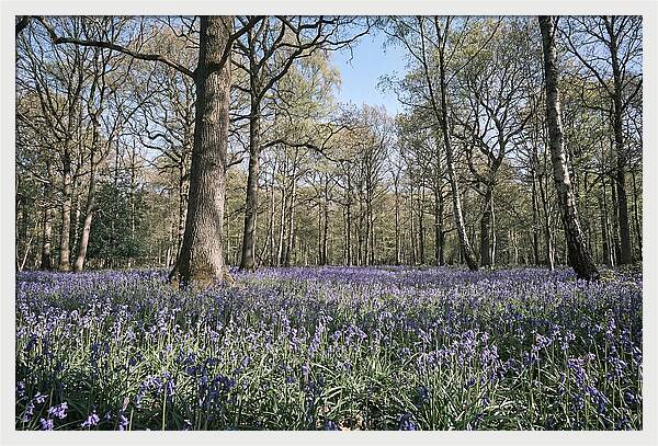 Bluebell Carpet Under Light Woodland