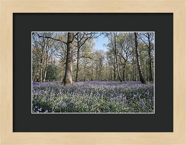 Bluebell Carpet Under Light Woodland