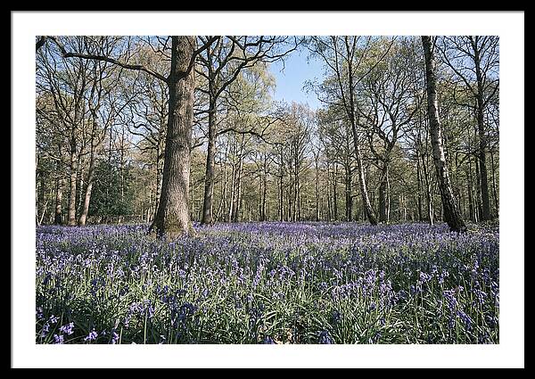 Bluebell Carpet Under Light Woodland