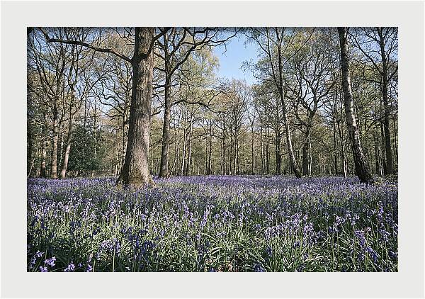Bluebell Carpet Under Light Woodland