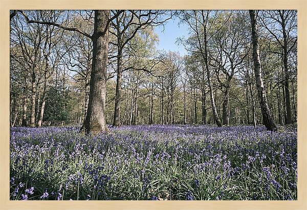 Bluebell Carpet Under Light Woodland