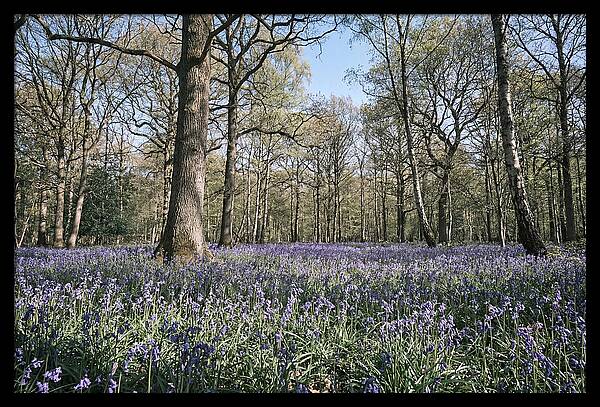Bluebell Carpet Under Light Woodland