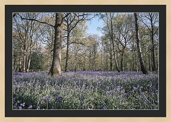 Bluebell Carpet Under Light Woodland