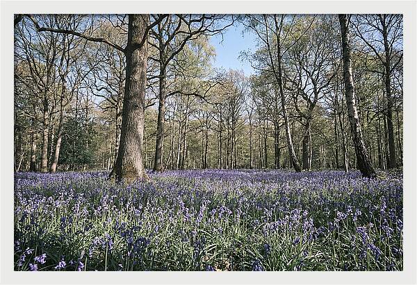 Bluebell Carpet Under Light Woodland