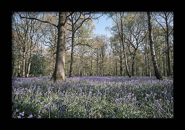 Bluebell Carpet Under Light Woodland