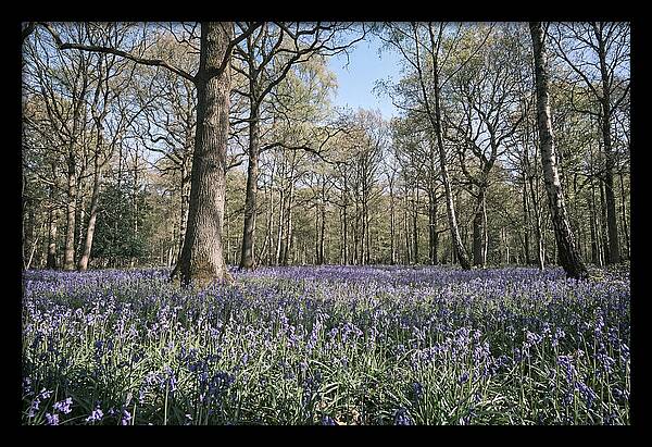 Bluebell Carpet Under Light Woodland