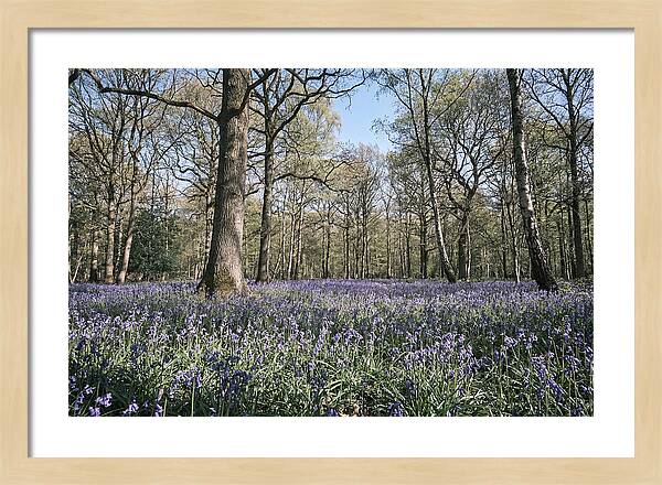 Bluebell Carpet Under Light Woodland