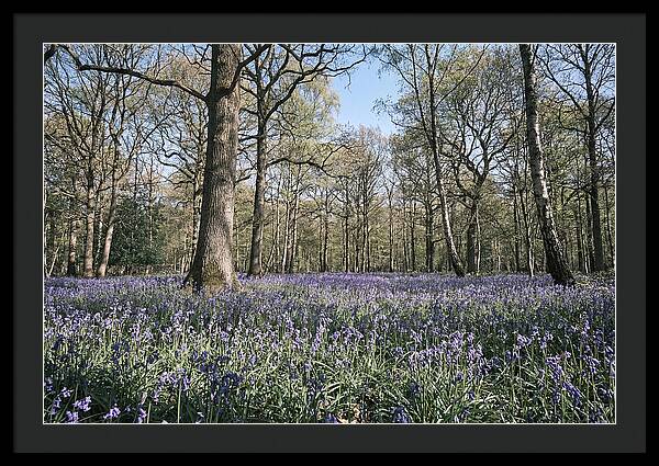 Bluebell Carpet Under Light Woodland
