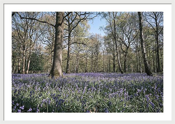 Bluebell Carpet Under Light Woodland