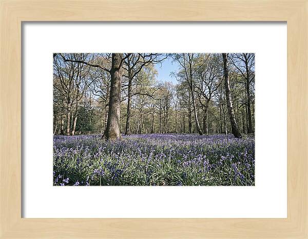 Bluebell Carpet Under Light Woodland