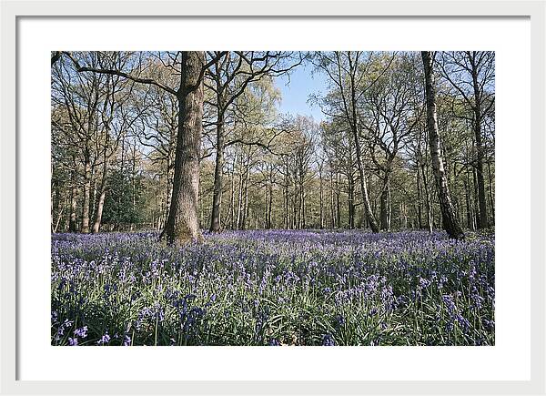 Bluebell Carpet Under Light Woodland